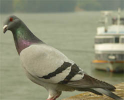 Taube am Rhein